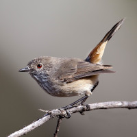 Inland Thornbill